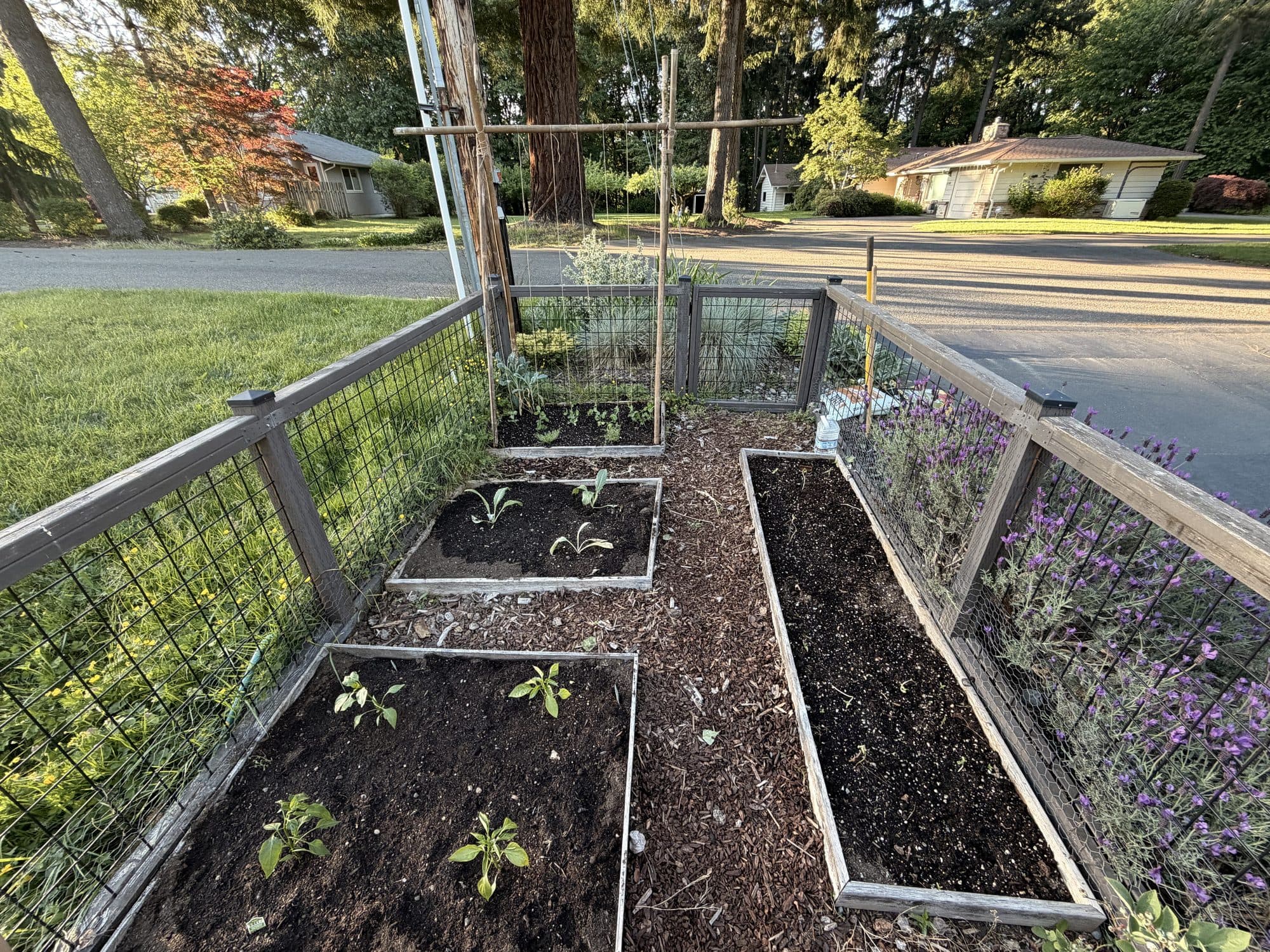 The raised beds inside the hogwire enclosure on a summer evening