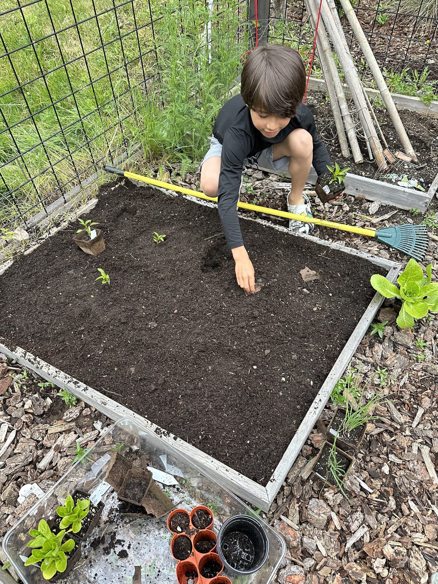 Planting seedlings in one of the raised beds