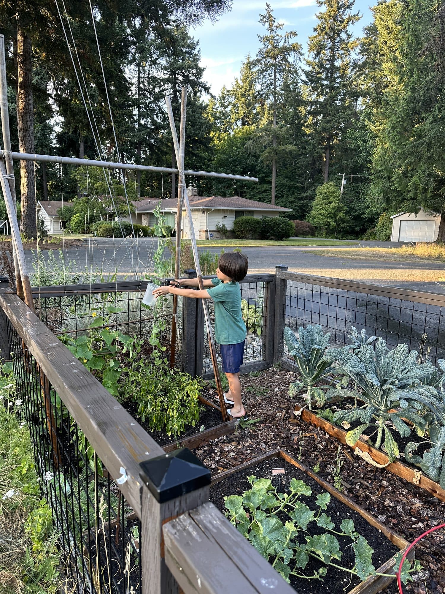 Watering established vegetables in the raised beds